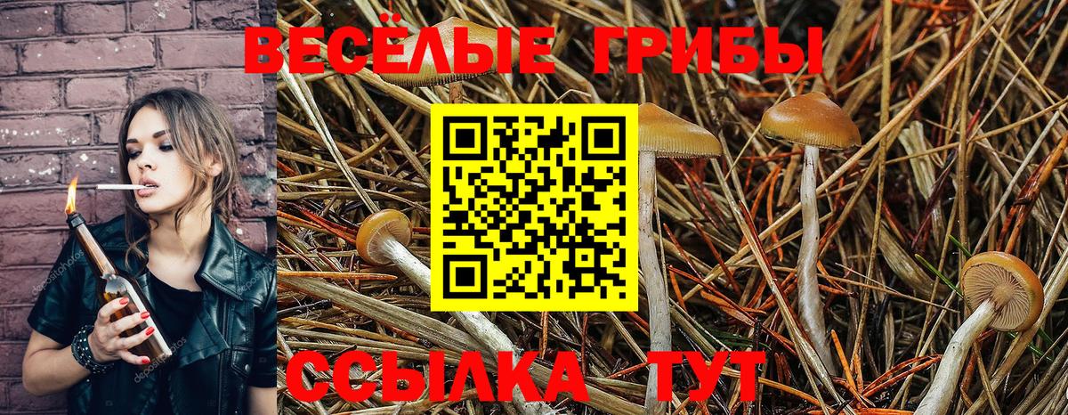 Галлюциногенные грибы Psilocybine cubensis Лиски